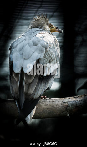 Große Vogel Schmutzgeier (Neophron Percnopterus) auf dunklem Hintergrund Stockfoto