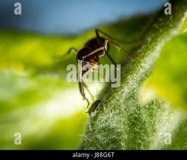 Braune Ameise und kleine Blattlaus auf grünes Blatt-extreme Makro-Fotografie Stockfoto