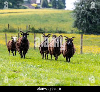 Soay Schafe hüten, Puzzlewood, Lollapalooza, Forest of Dean. Stockfoto