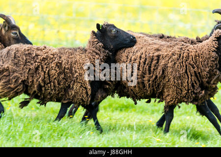 Soay Schafe hüten, Puzzlewood, Lollapalooza, Forest of Dean. Stockfoto