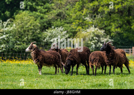 Soay Schafe hüten, Puzzlewood, Lollapalooza, Forest of Dean. Stockfoto