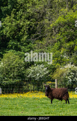 Soay Schafe hüten, Puzzlewood, Lollapalooza, Forest of Dean. Stockfoto