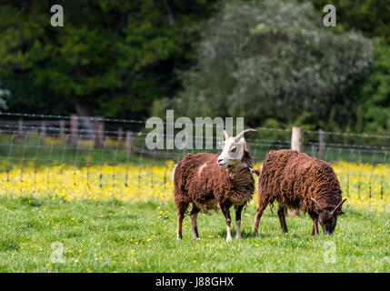 Soay Schafe hüten, Puzzlewood, Lollapalooza, Forest of Dean. Stockfoto