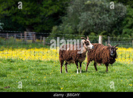 Soay Schafe hüten, Puzzlewood, Lollapalooza, Forest of Dean. Stockfoto