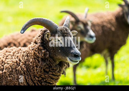 Soay Schafe hüten, Puzzlewood, Lollapalooza, Forest of Dean. Stockfoto