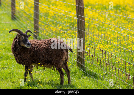 Soay Schafe hüten, Puzzlewood, Lollapalooza, Forest of Dean. Stockfoto