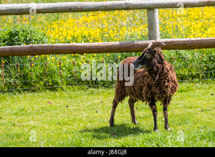 Soay Schafe hüten, Puzzlewood, Lollapalooza, Forest of Dean. Stockfoto