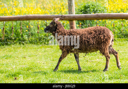 Soay Schafe hüten, Puzzlewood, Lollapalooza, Forest of Dean. Stockfoto