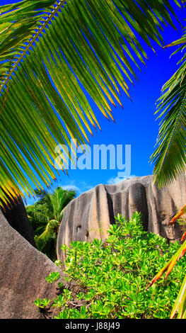 Palmen Sie und Granitfelsen, Insel La Digue, Seychellen. Stockfoto