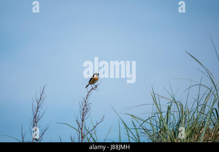 Ein männlicher Passant europäischer Steinechat, Saxicola rubicola, sitzend auf einem Blatt langen Maram Gras, East Lothian, Schottland, Großbritannien Stockfoto