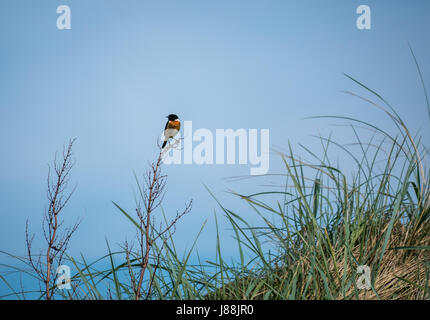 Ein männlicher Passant europäischer Steinechat, Saxicola rubicola, sitzend auf einem Blatt langen Maram Gras, East Lothian, Schottland, Großbritannien Stockfoto