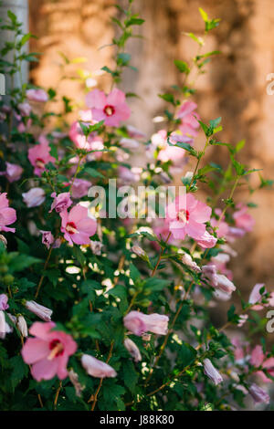 Blumen auf dem Blumenbeet Hibiskus Baum in der alten Stadt von Perast. Blumen in Montenegro. Stockfoto
