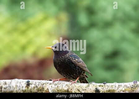 Makellos Starling (Sturnus Vulgaris) sitzt auf einem Ast der Birke auf grünem Hintergrund. Frühlingsmorgen in Polen Stockfoto