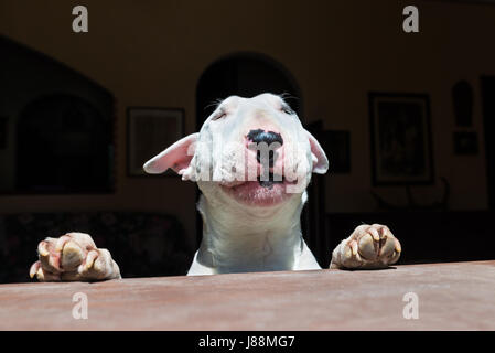 Weiße englische Bullterrier ist vor einem Fenster Sonnenbaden. Sympathischen Ausdruck mit geschlossenen Augen entspannt in der Sonne Stockfoto