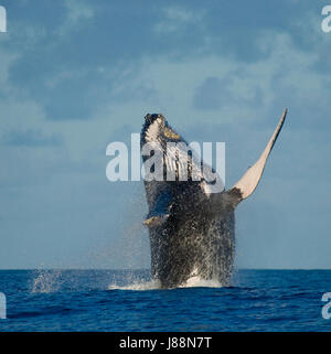 Buckelwal springt aus dem Wasser. Madagaskar. St. Mary's Island. Stockfoto