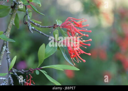 Embothrium coccineum Stockfoto