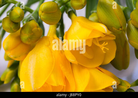 Nahaufnahme, gelbe Freesie Blumen Stockfoto