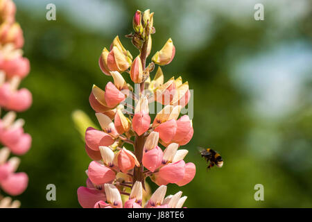 Natur In Harmonie: Schöne lebendige rosa Spike-ähnlichen Blütenstand Knospen der Pflanze Lupine Form einen natürliche Futtersuche Boden für die britische Bumbleebee (Bombus) Stockfoto