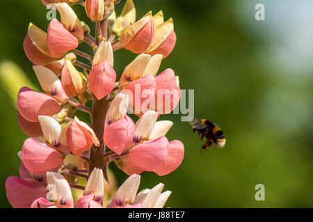 Natur In Harmonie: Schöne lebendige rosa Spike-ähnlichen Blütenstand Knospen der Pflanze Lupine Form einen natürliche Futtersuche Boden für die britische Bumbleebee (Bombus) Stockfoto