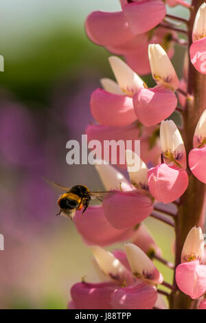 Natur In Harmonie: Schöne lebendige rosa Spike-ähnlichen Blütenstand Knospen der Pflanze Lupine Form einen natürliche Futtersuche Boden für die britische Bumbleebee (Bombus) Stockfoto