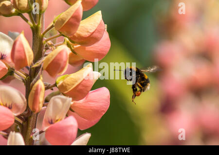 Natur In Harmonie: Schöne lebendige rosa Spike-ähnlichen Blütenstand Knospen der Pflanze Lupine Form einen natürliche Futtersuche Boden für die britische Bumbleebee (Bombus) Stockfoto