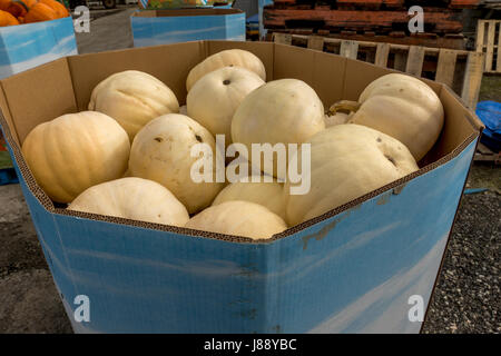 Kürbisse für kommerziellen Verkauf in Ladner, BC bereit. Stockfoto
