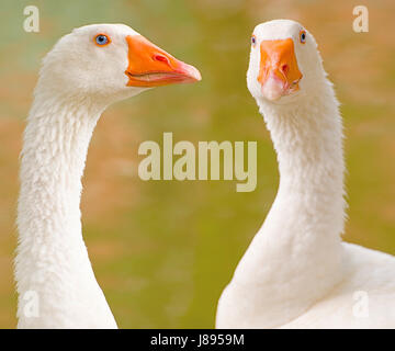 schön, beauteously, schöner, Park, Tier, Vogel, grün, Auge, Orgel, Schwan, Stockfoto