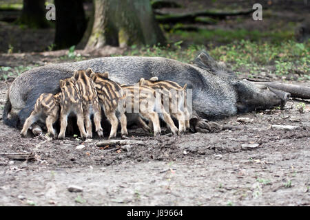 Nachkommen, Wildschweine, niedlich, Tier Kind, Lebensmittel, Nahrungsmittel, Kind, Tarnung, Stockfoto