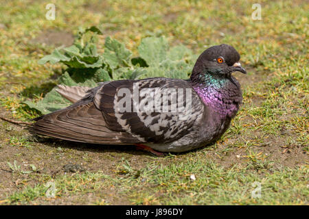 Eine bunte Taube bei Lost Lagoon im Stanley Park. Stockfoto