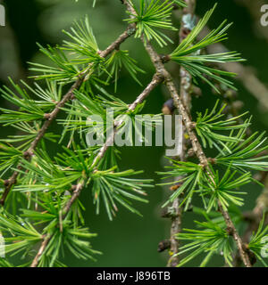 Westlichen Lärchennadeln in Vancouver Stockfoto