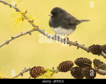 Ein dunkel-gemustertes Junco anhalten auf einem Ast Tamarack im Herbst in Wisconsin. Stockfoto