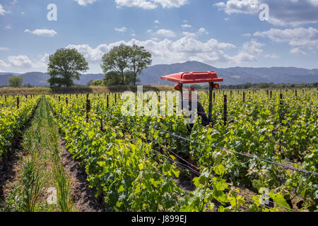 Weingut Arbeiter, Traube Weinberg, Traube Weingärten, Weinberg, Weinberge, Silver Oak Cellars, Oakville, Napa Valley, California, Vereinigte Staaten von Amerika Stockfoto