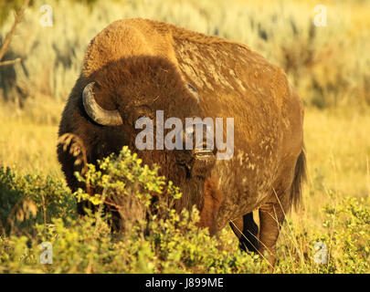 Eine amerikanische Bison präsentiert die Flehmen Antwort während der Brunft in den Badlands von North Dakota. Stockfoto