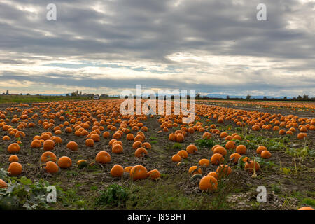 Ein Kürbisbeet Westham Insel. Stockfoto