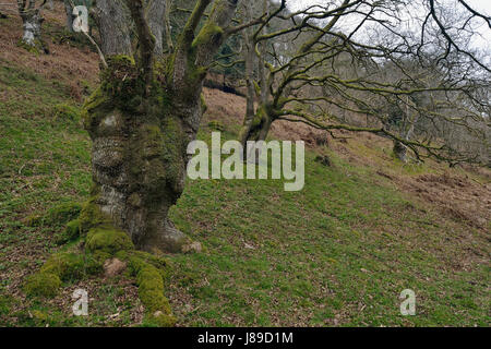 Beschnitten Sessile Eiche Waldland - Quercus Petraea Hodder Combe, Quantock Hügel, Somerset Stockfoto