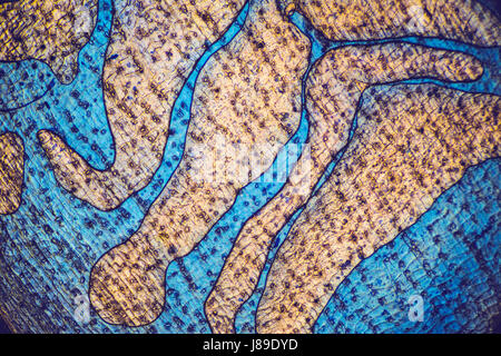 Einzigartige bunten mikroskopischen Hintergrund, Muster. Abstrakte Textur unter Mikroskop. Stockfoto