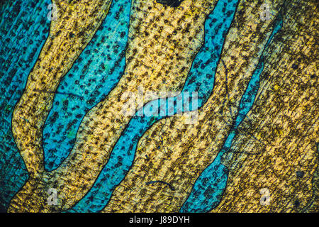 Einzigartige bunten mikroskopischen Hintergrund, Muster. Abstrakte Textur unter Mikroskop. Stockfoto