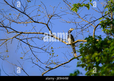 Oriental pied Hornbill (Anthracoceros Albirostris) liegt über den Baumwipfeln im Dschungel am blauen Himmel. Stockfoto