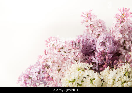 Blumen-Zusammensetzung der lila Blumen, Blumen Frühling Hintergrund Stockfoto