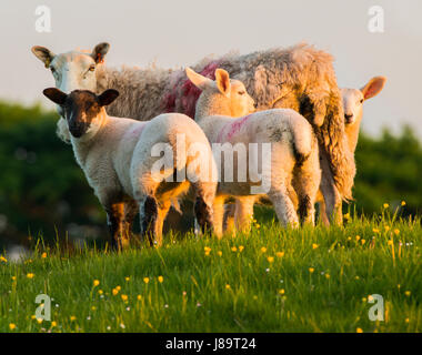 Schafe bei Sonnenuntergang auf Linley Hill, in der Nähe von Norbury, Shropshire. Stockfoto