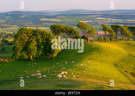 Schafbeweidung im Abend Sonnenlicht auf Linley Hügel in der Nähe von Norbury, Shropshire. Stockfoto