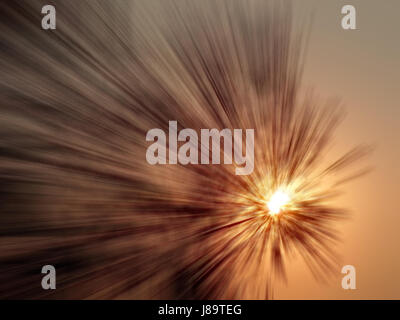 Baum bei Sonnenuntergang aufgenommen mit Motion blur Effekt. Stockfoto