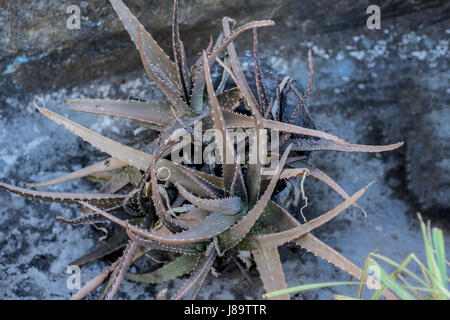 Eine trockene Alvera Pflanze in einen Blumentopf. Stockfoto