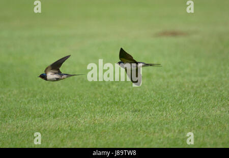 Rauchschwalbe im Flug Stockfoto