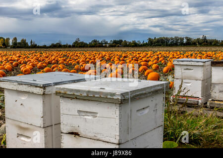 Honigbienen und Kürbisse auf Westham Insel in Ladner BC Stockfoto