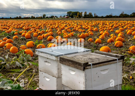 Honigbienen und Kürbisse auf Westham Insel in Ladner BC Stockfoto