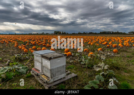 Honigbienen und Kürbisse auf Westham Insel in Ladner BC Stockfoto