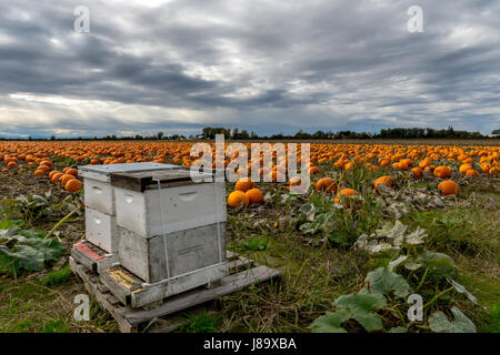 Honigbienen und Kürbisse auf Westham Insel in Ladner BC Stockfoto