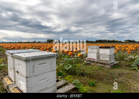 Honigbienen und Kürbisse auf Westham Insel in Ladner BC Stockfoto