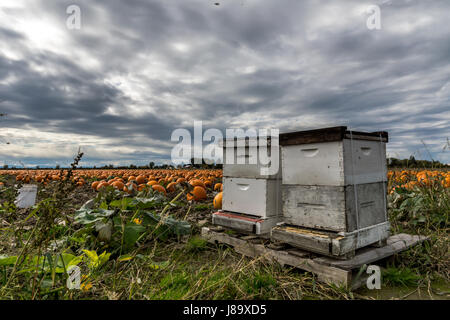 Honigbienen und Kürbisse auf Westham Insel in Ladner BC Stockfoto